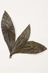 Men's Limited Artist Series: Loquat Leaves